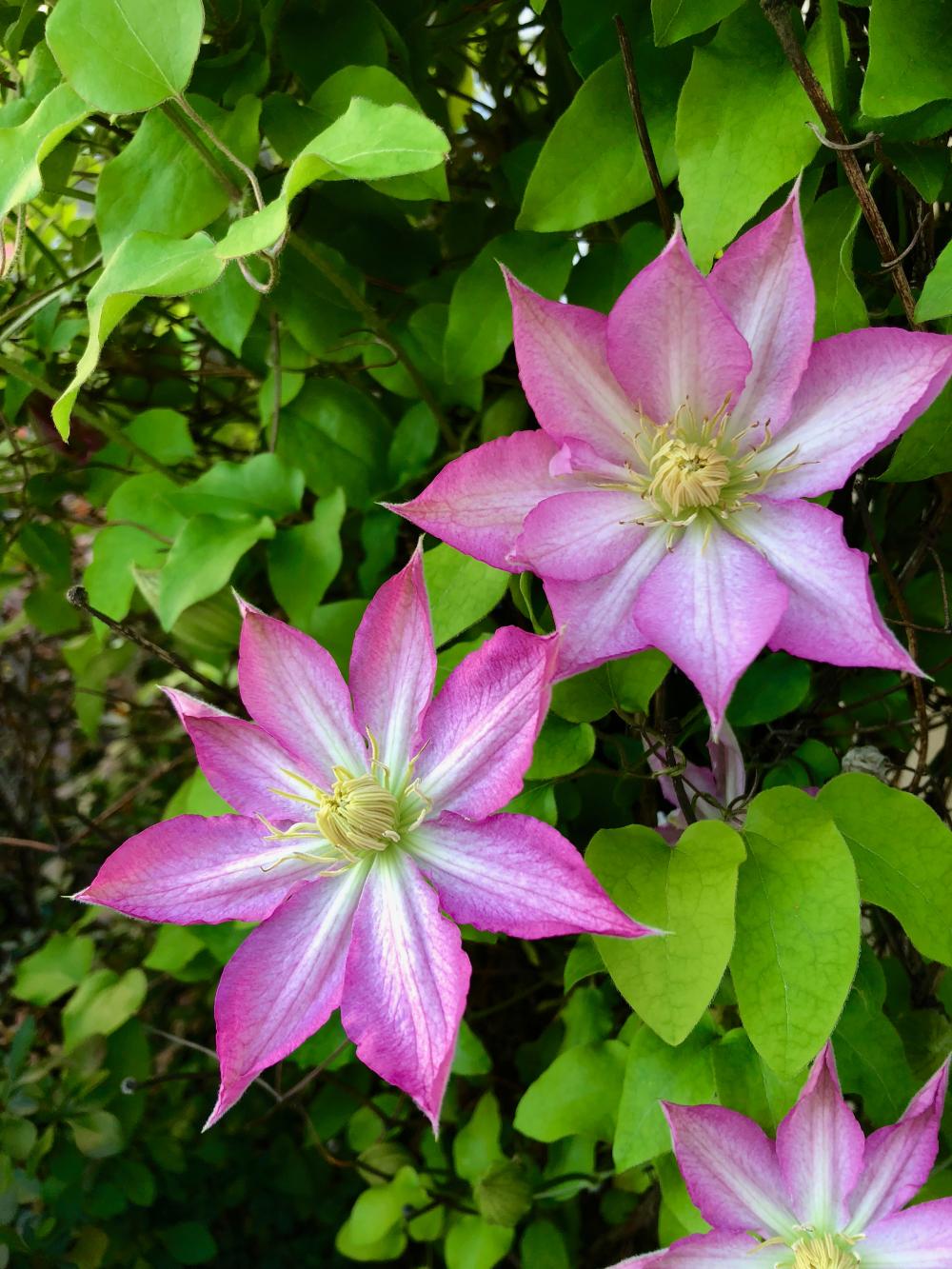 Saturated colorful clematis