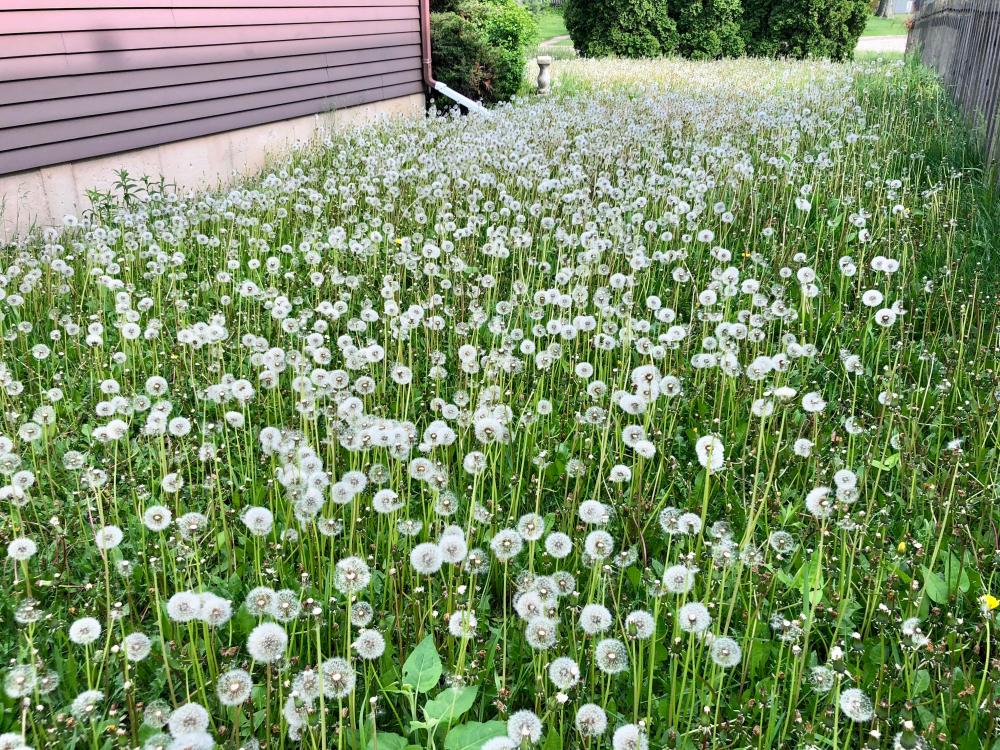 Speaking of dandelions