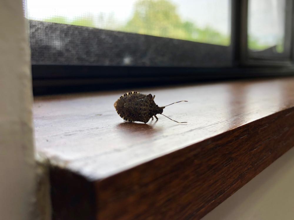 Stink bug having a nap