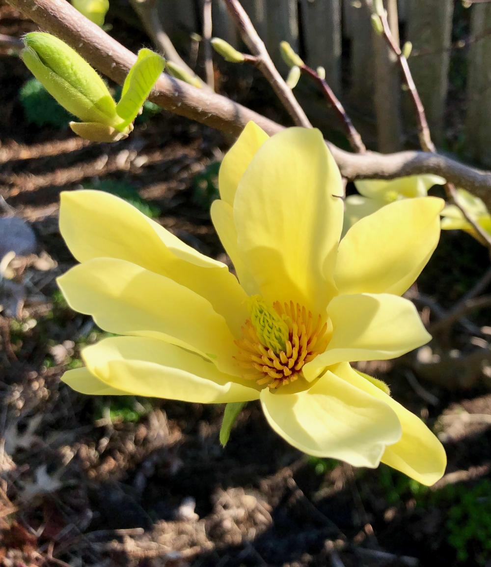 yellow magnolia flowers 1