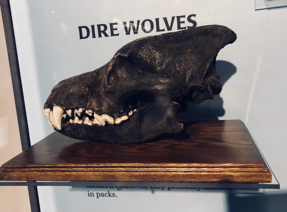 Dire Wolves skull