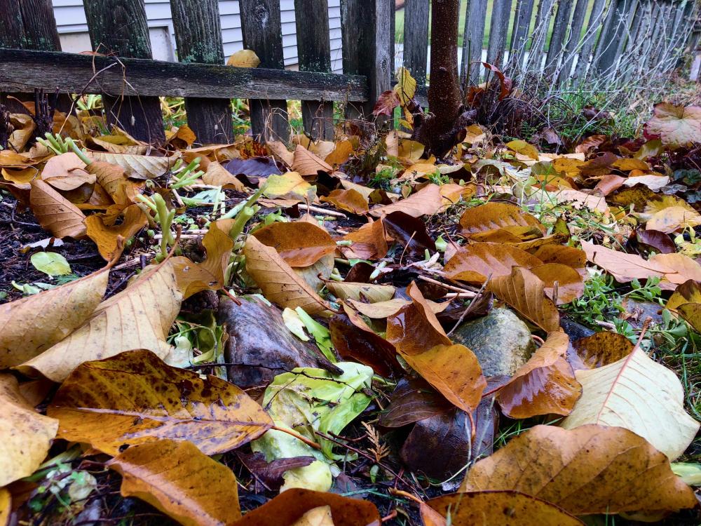 Fall leaves