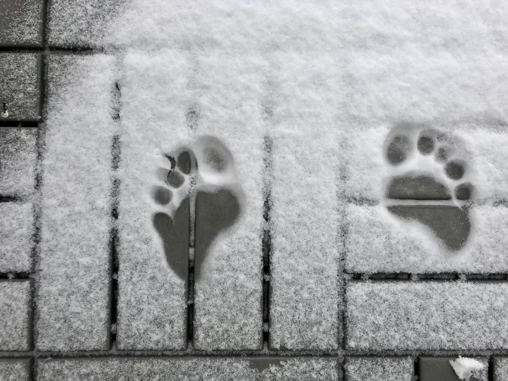 Snow toe prints