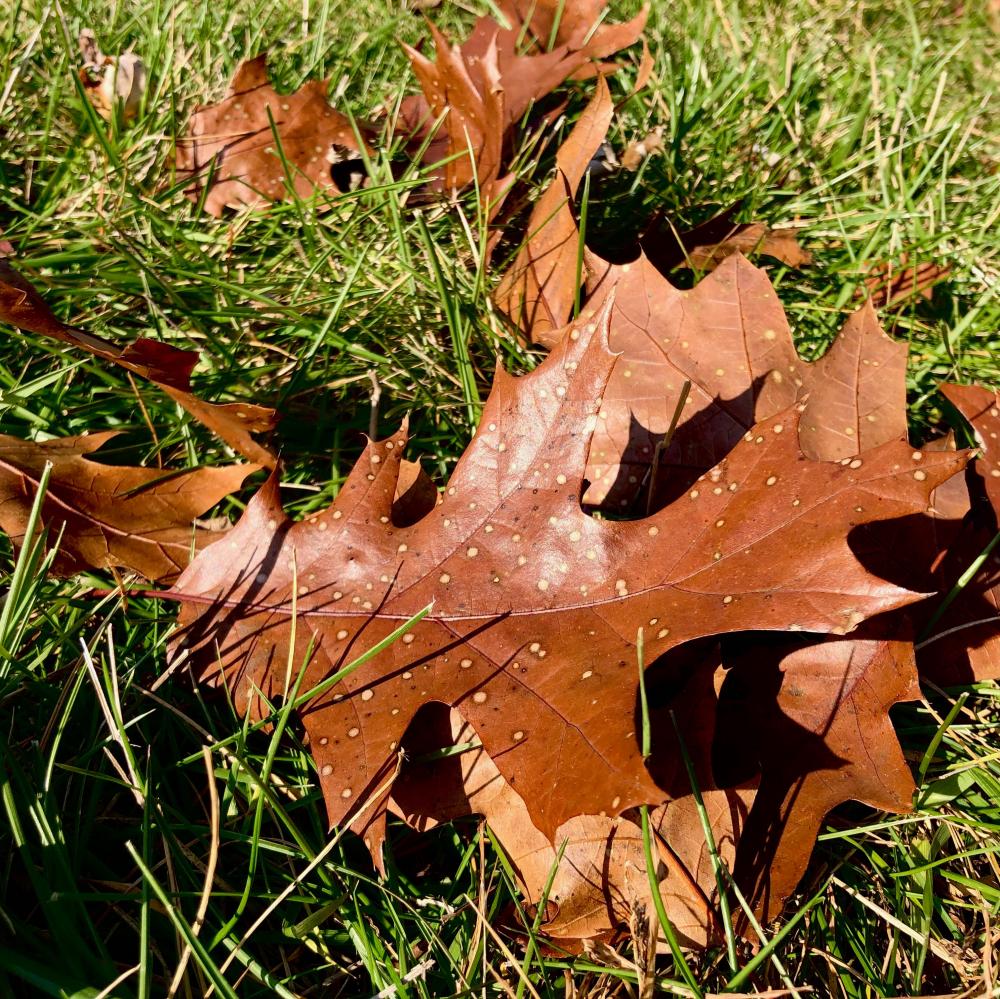 Spotted oak leaves