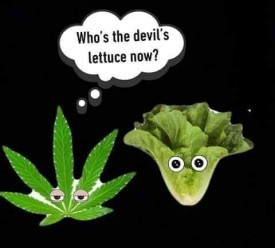 the devil lettuce