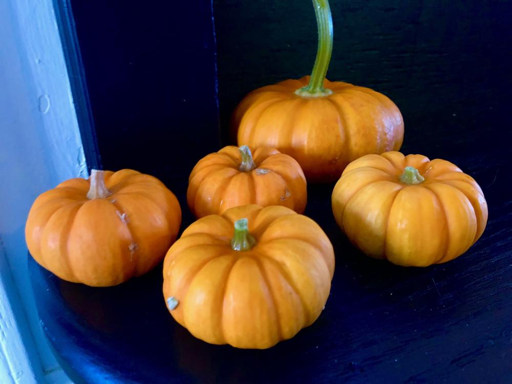 Five mini pumpkins