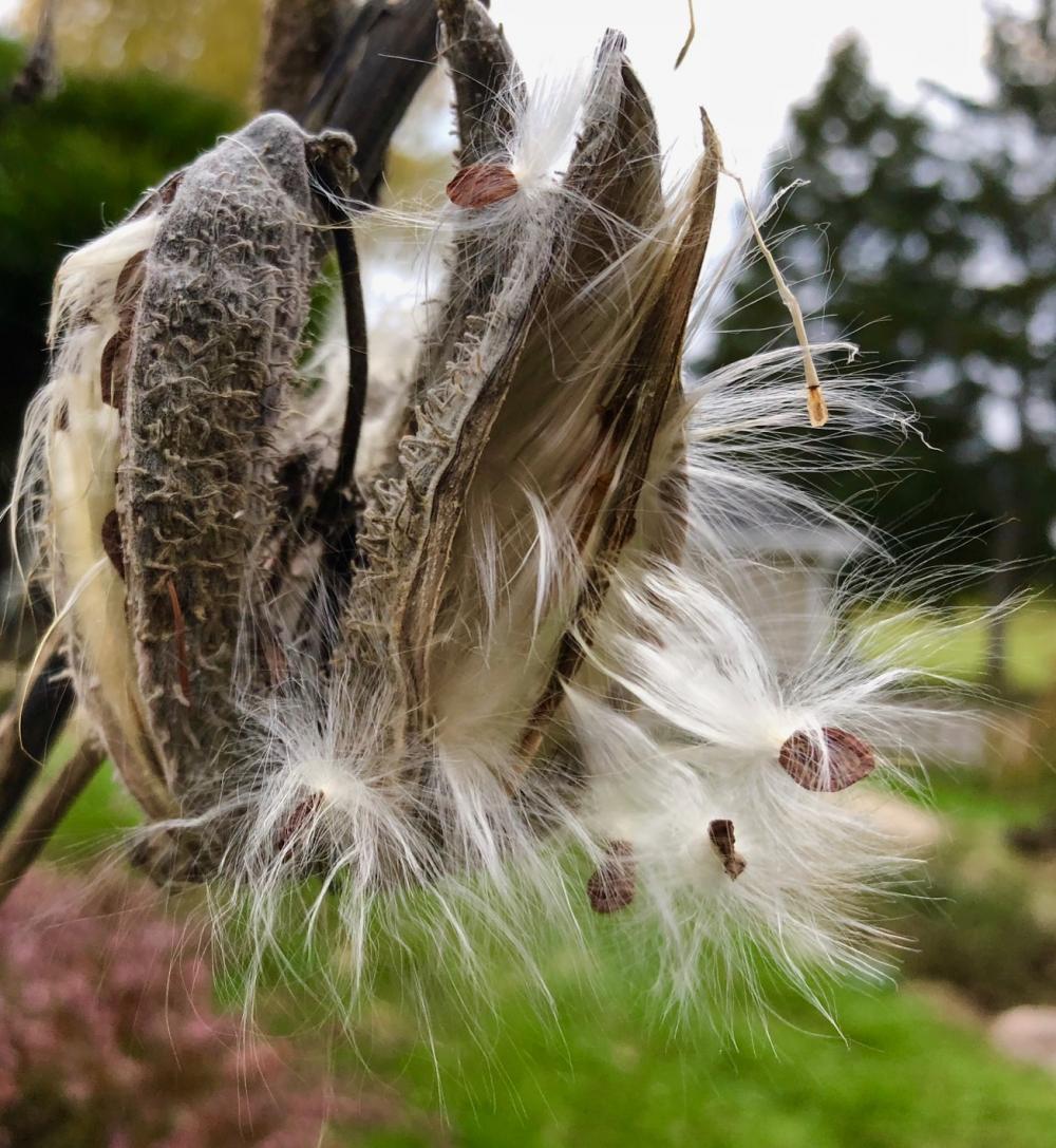 Last milkweed of the year