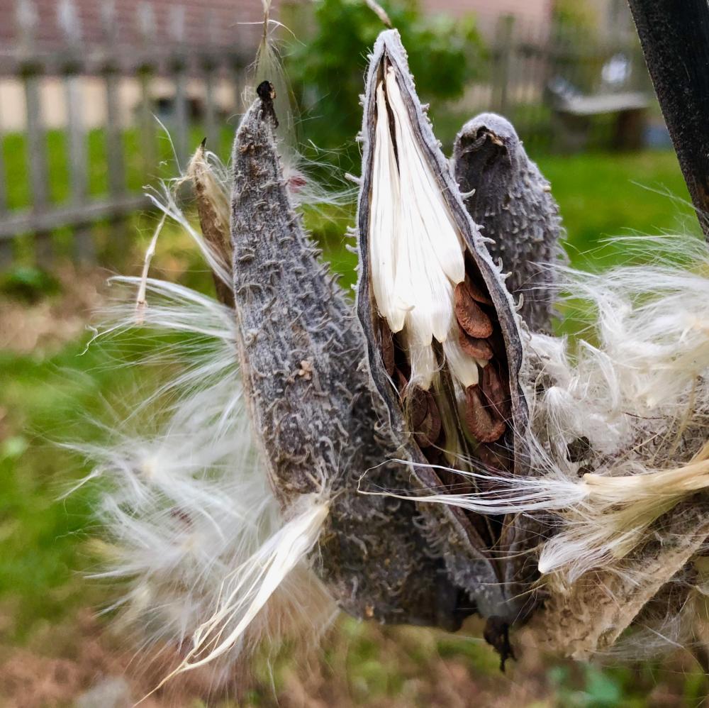 Last milkweed of the year 2