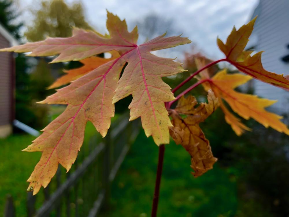 Top of a maple tree