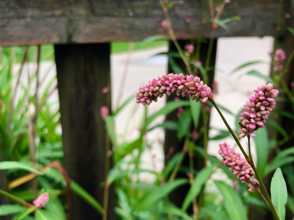 Weed flower things