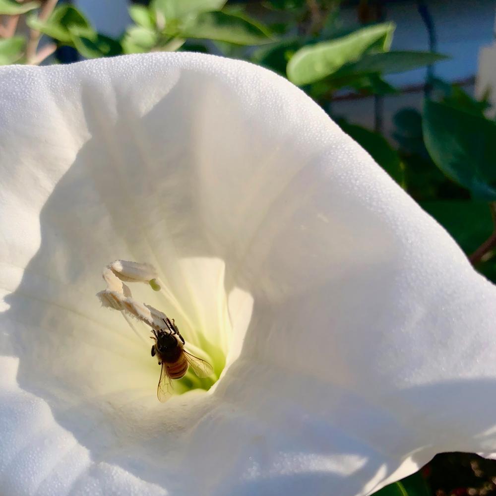 Bee in the moonflower