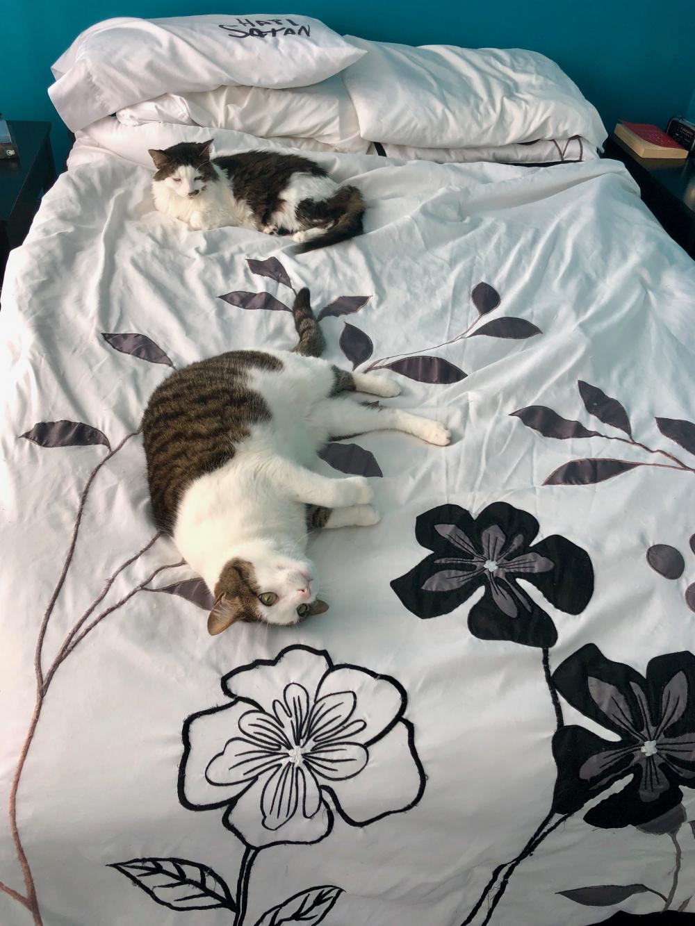 Both cats on the bed