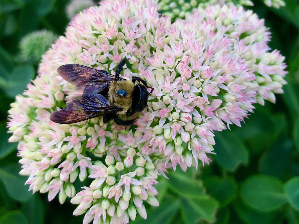 Flowers for Tuesday