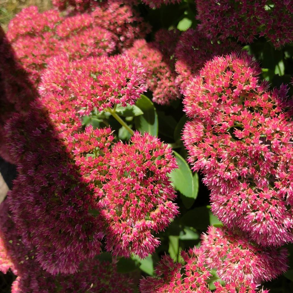 Flowers in the morning