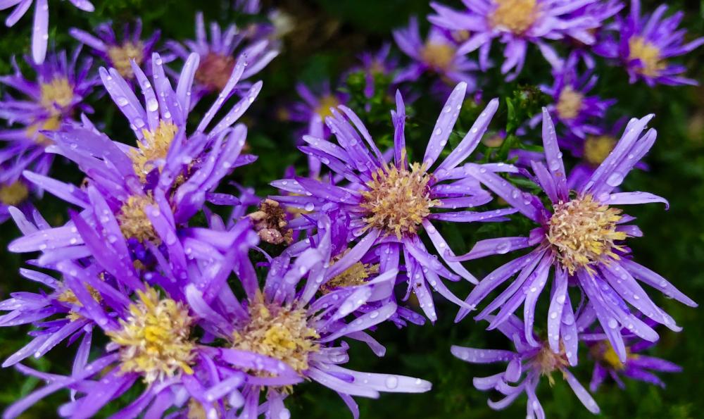 Flowers with raindrops