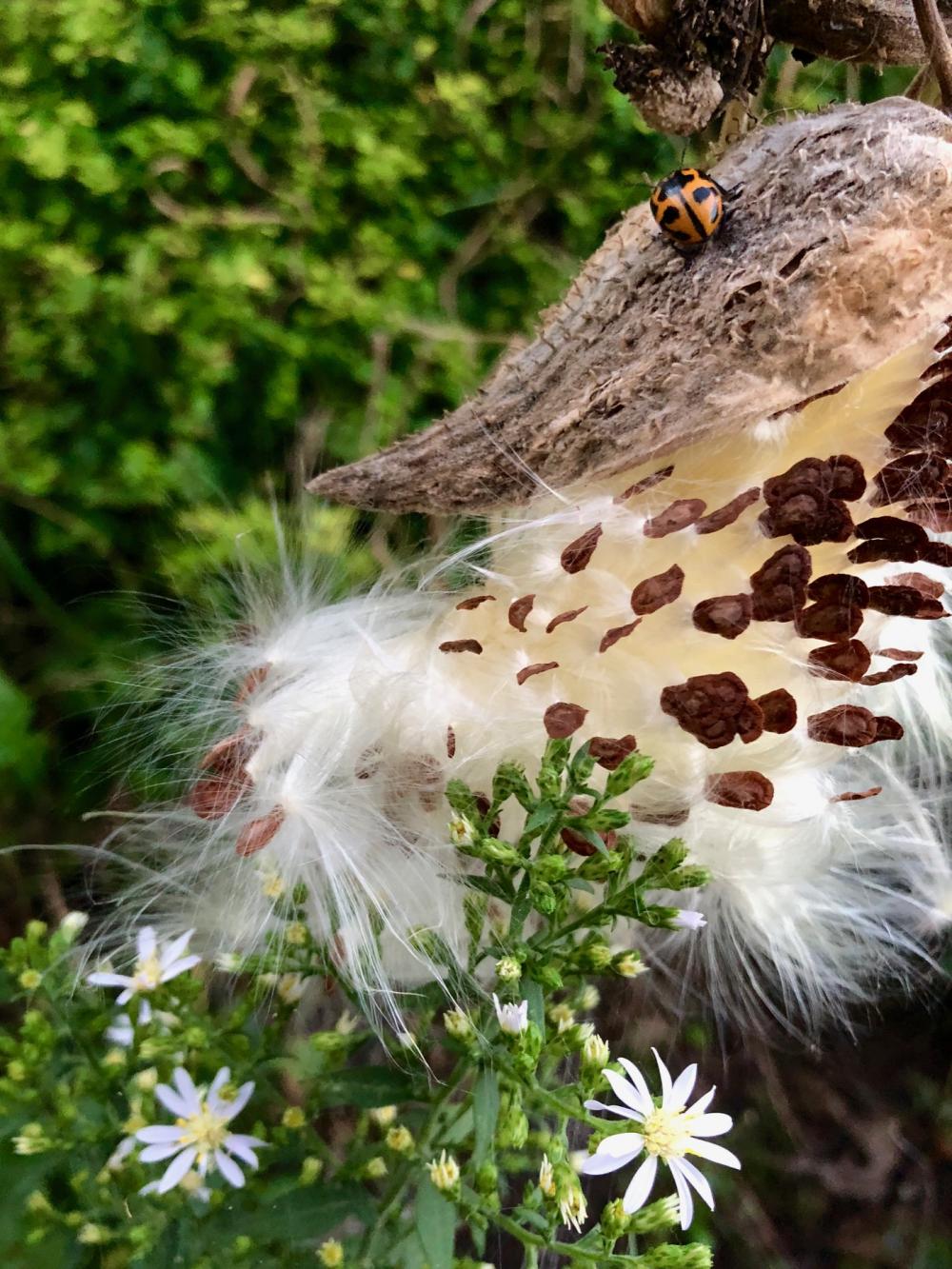 Milkweed opening