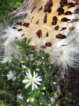 More milkweed opening