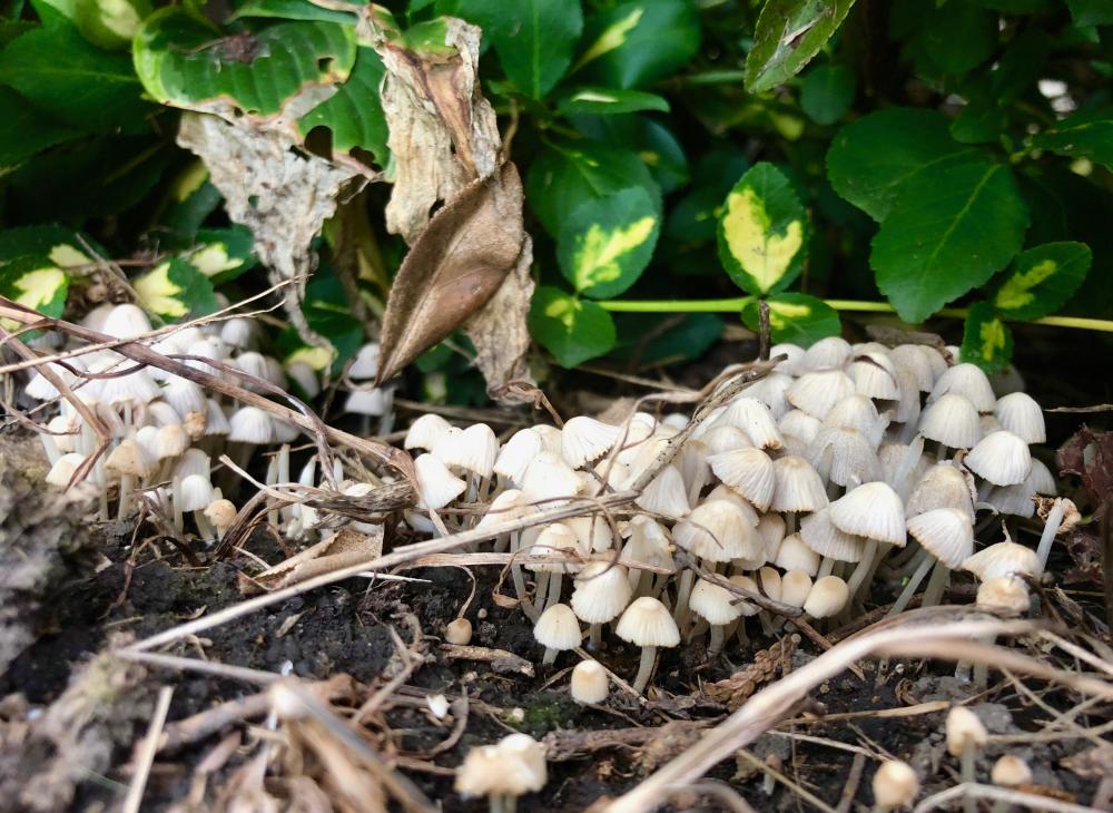 Mushroom forest