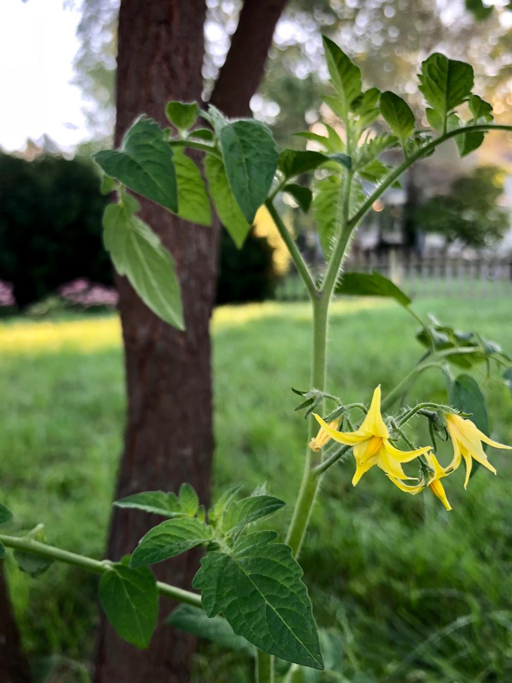Tomato plant that volunteered for front yard duty