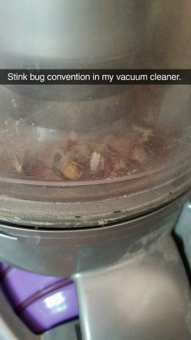 stink bugs in the vacuum