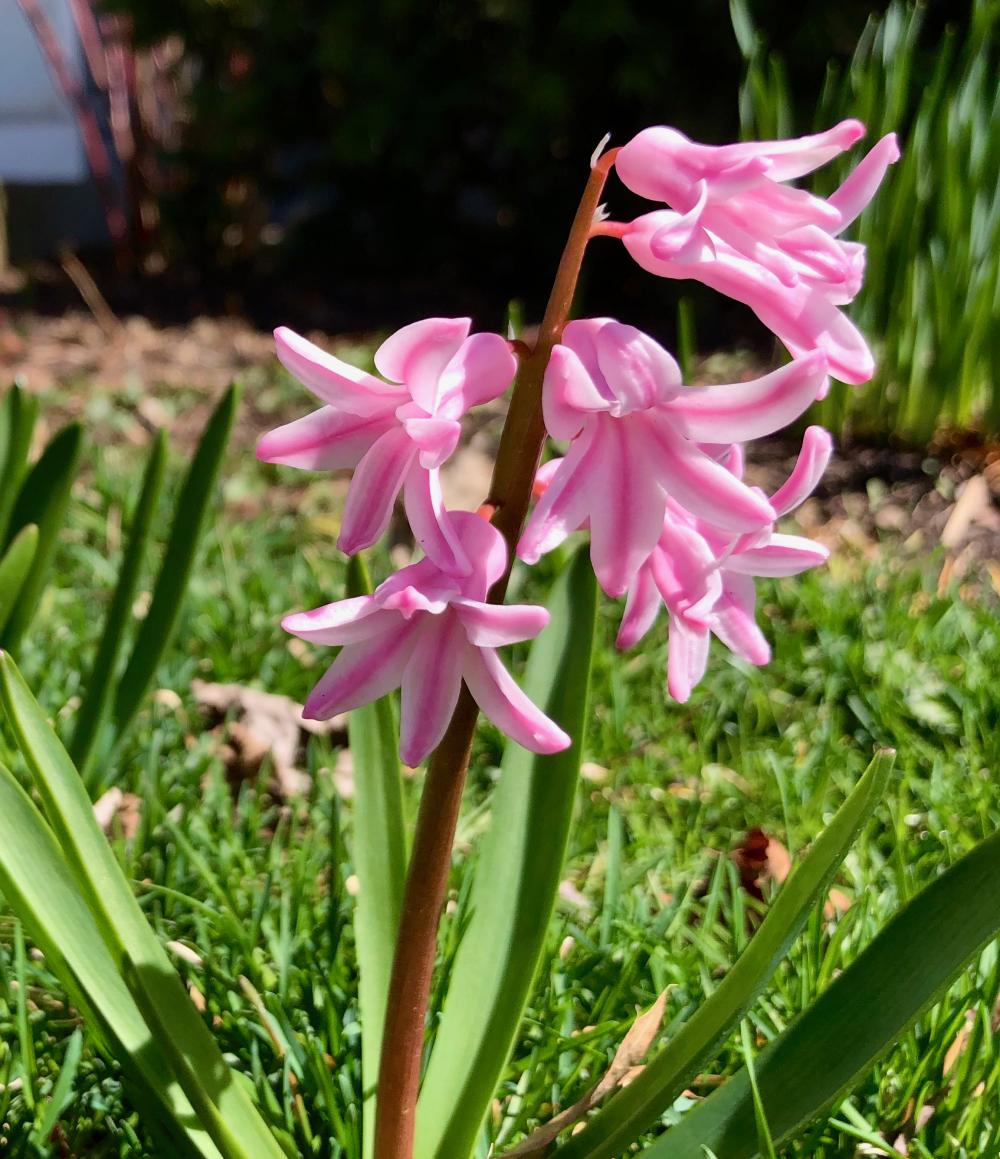 1- Flowers in Sara's yard