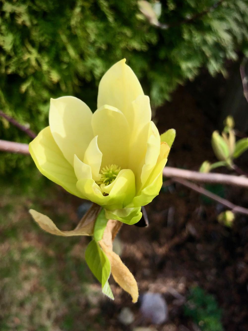 A Tuesday's magnolia flower