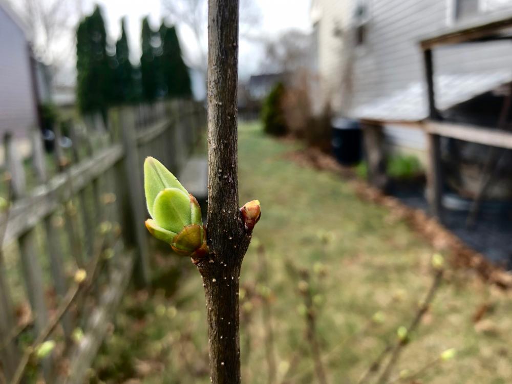 Dragon eggs are budding