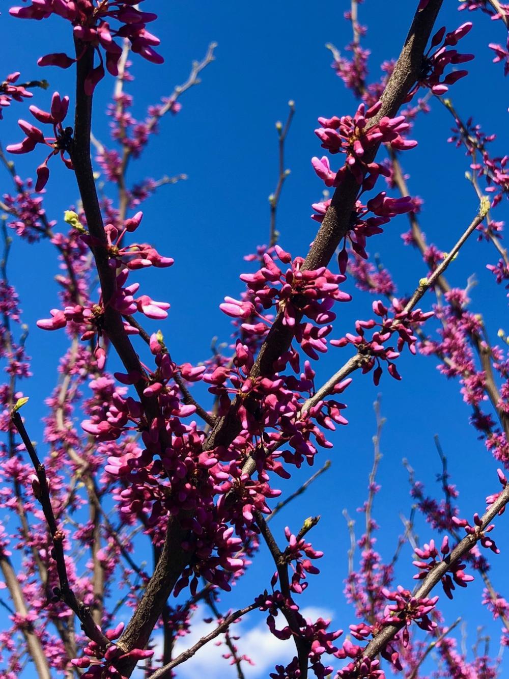 Redbud budding bodaciously