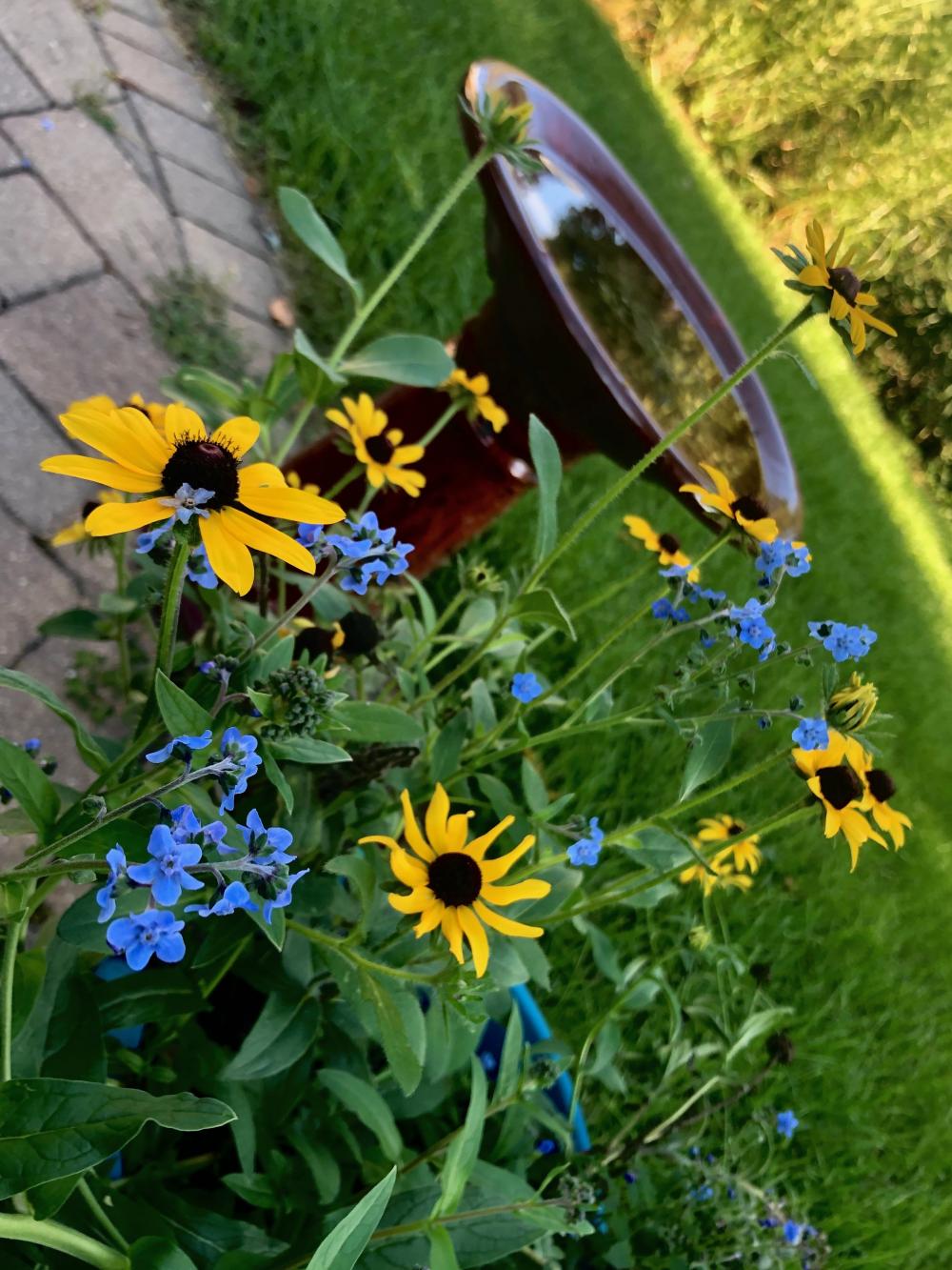 black eyed susans and forget me nots 1