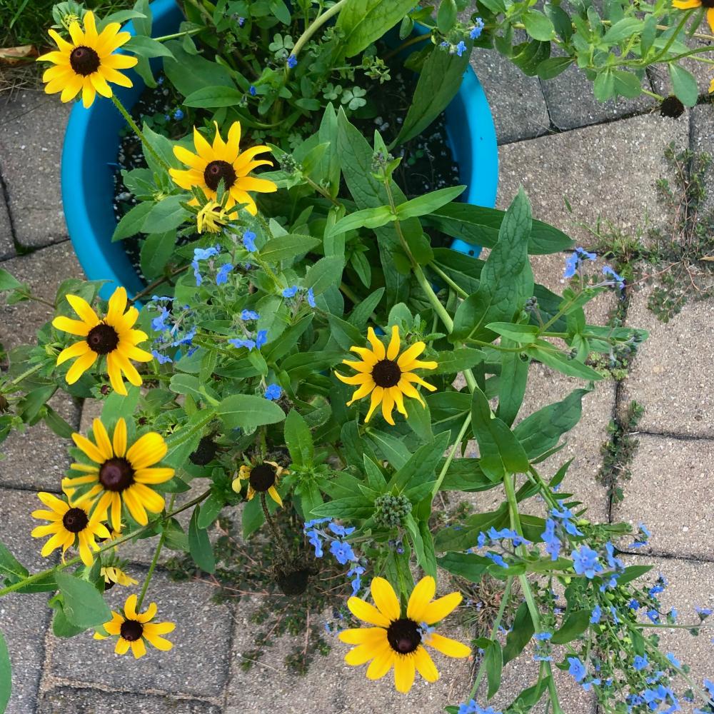 black eyed susans and forget me nots 2