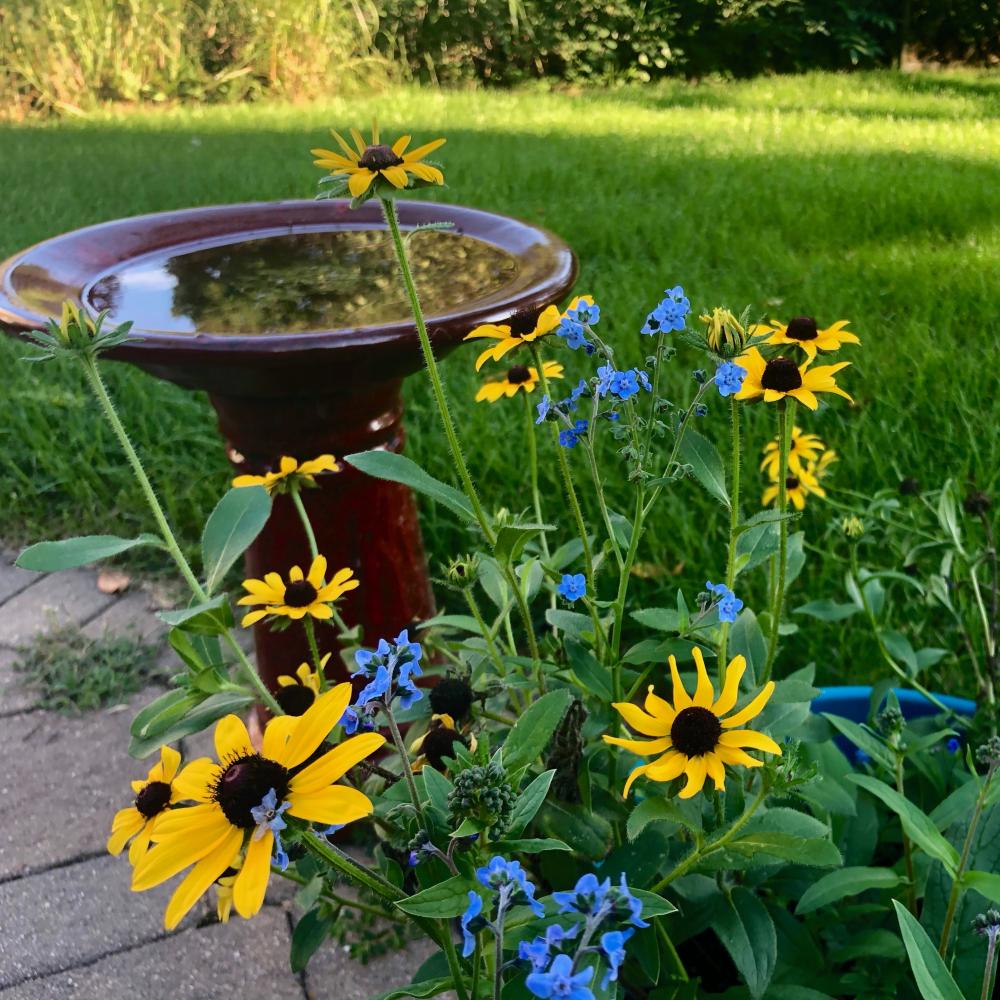 black eyed susans and forget me nots 3