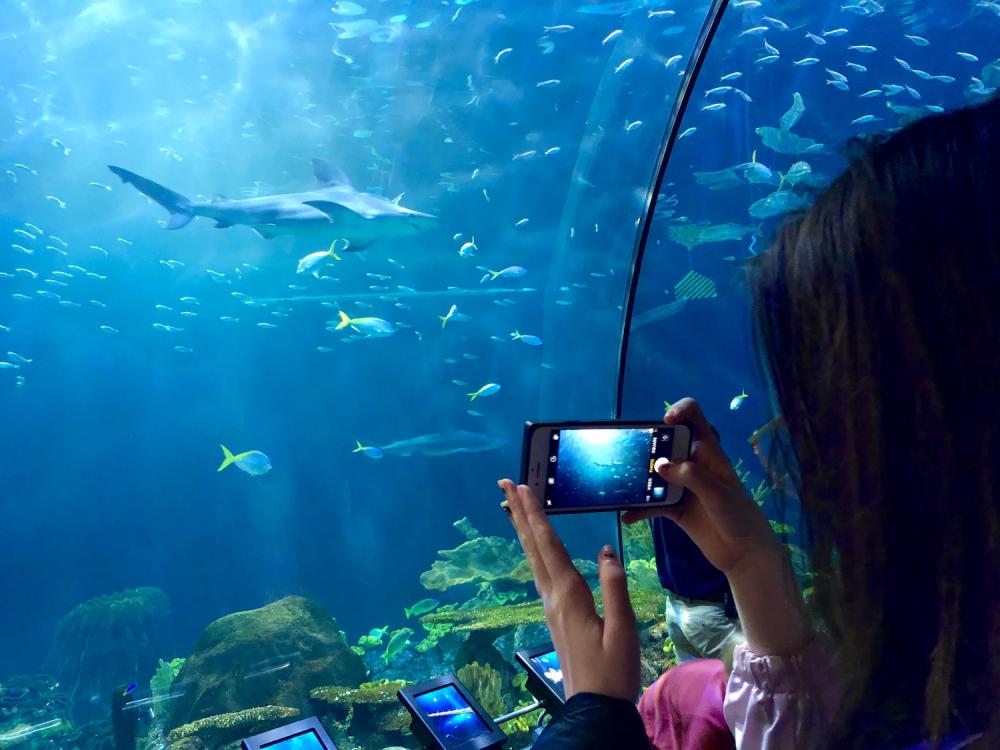 Maggie taking a picture of a shark