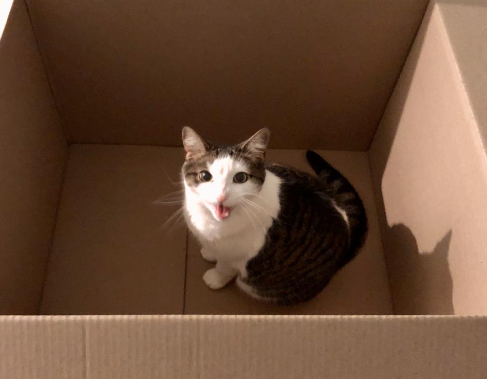 Pearl in a cardboard box
