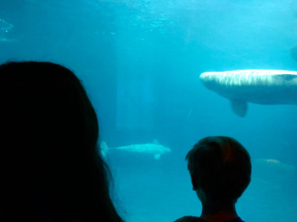 Silhouettes and beluga whales