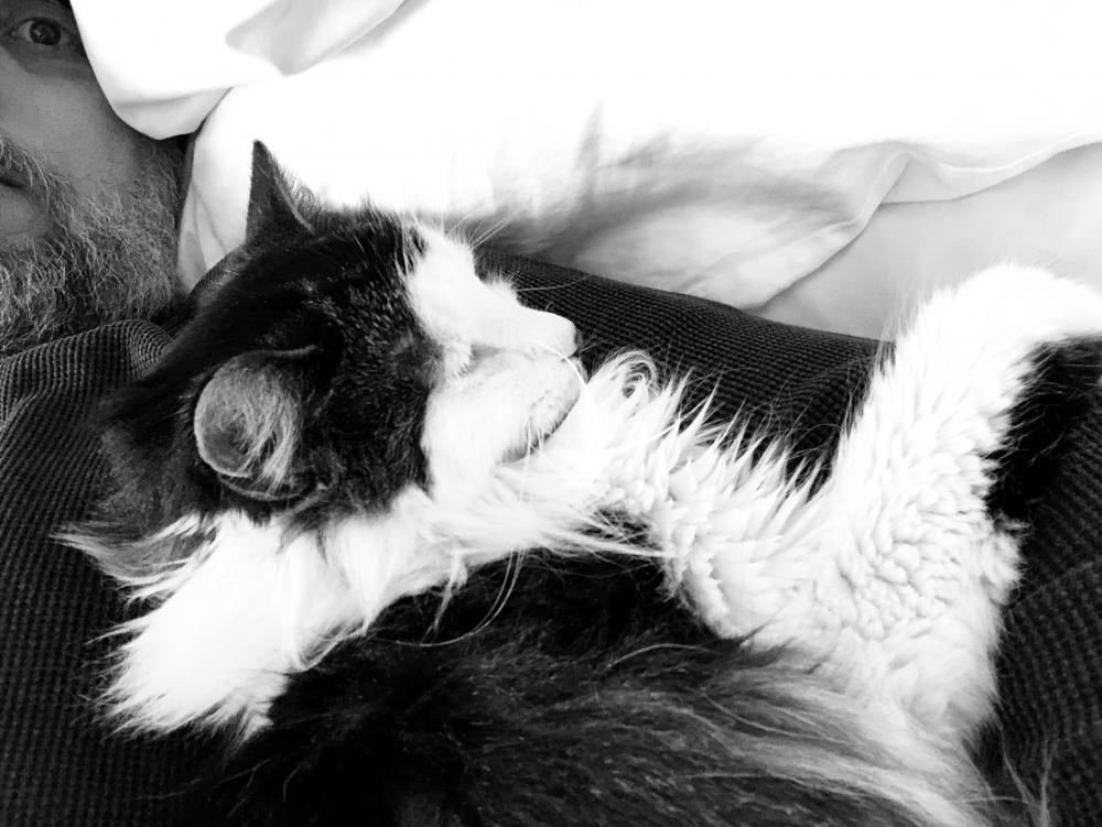 Black and white cat nap