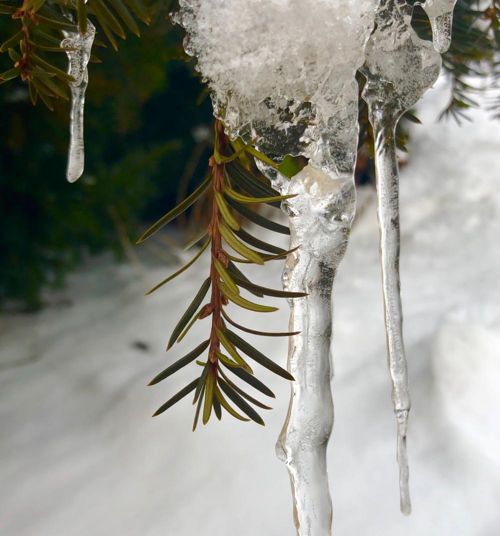 Conifer with ice cycle