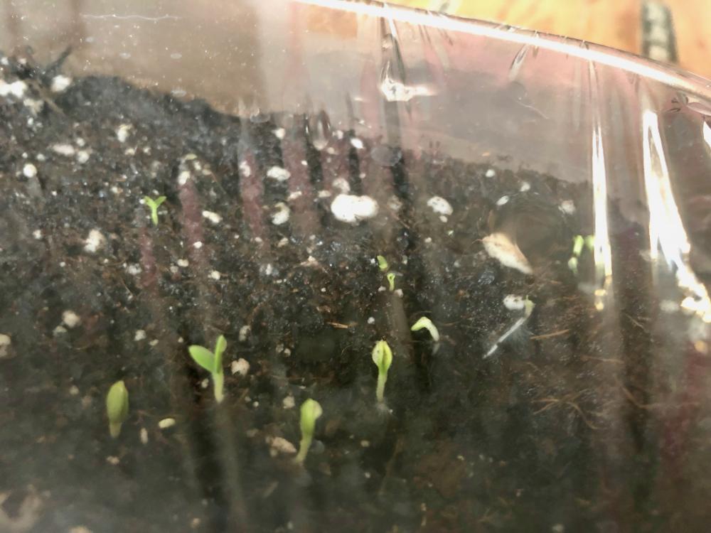 Flower babies just starting