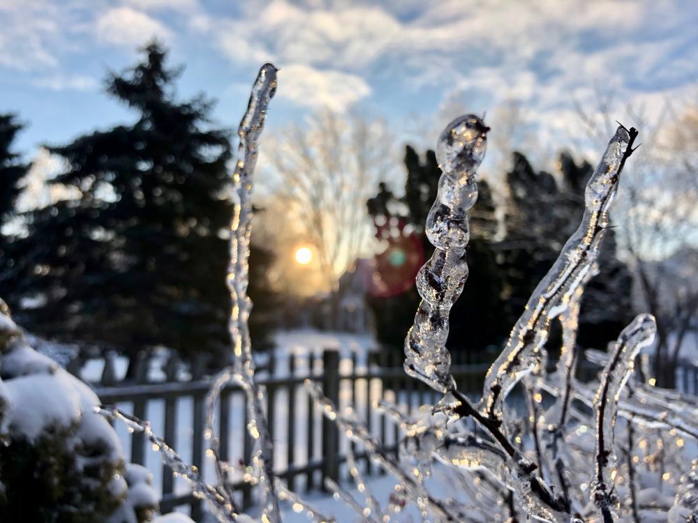 Frozen thorns and sunrise