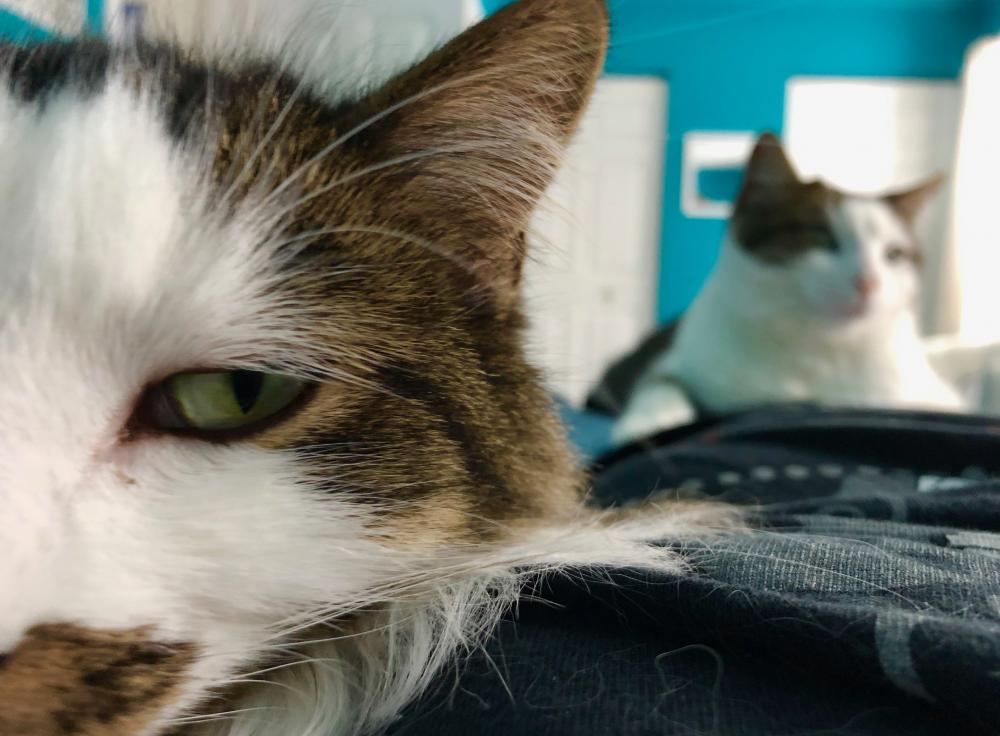 Cat pile cat nap 1