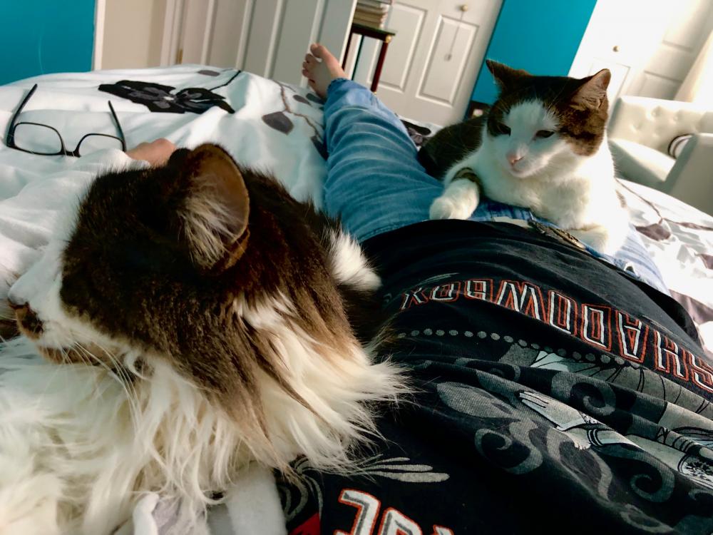 Cat pile cat nap 2
