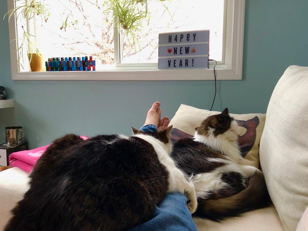 Cats on 1/1/19