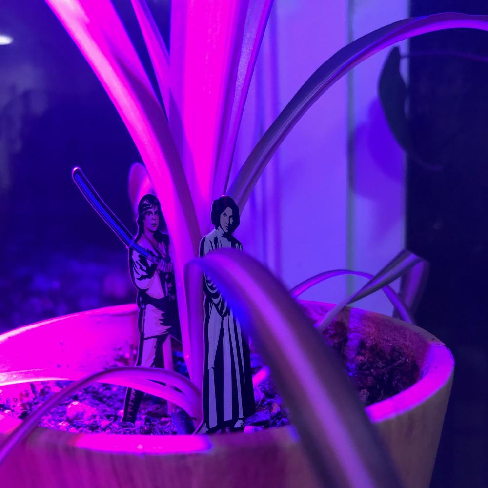 Star Wars plant stakes 3
