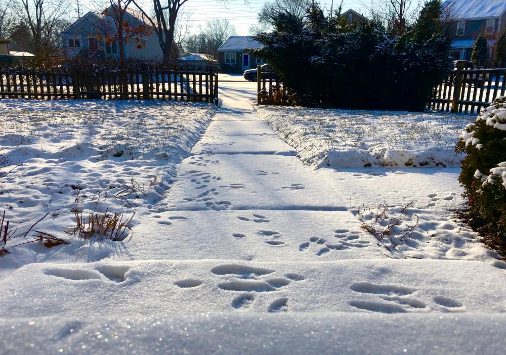 Yesterdays snowy critter prints 1