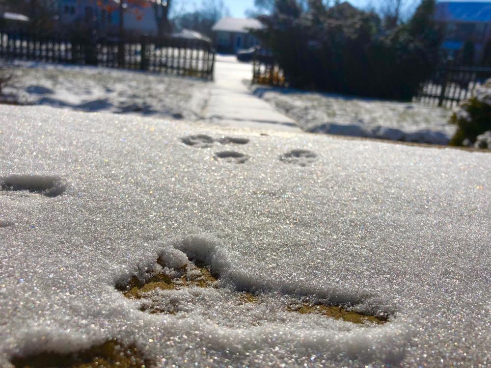 Yesterdays snowy critter prints 2