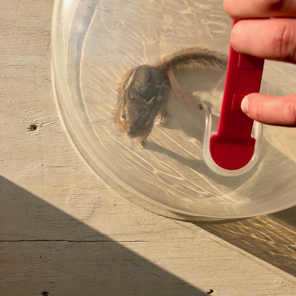 Curious fellow chipmunk 2