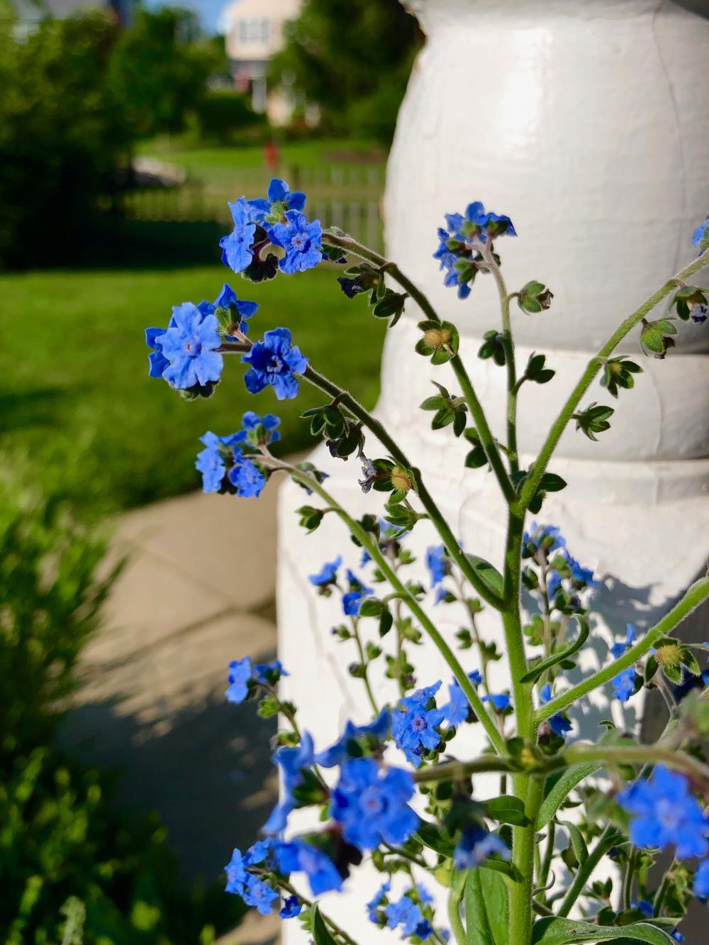 Forget Me Not flowers in full bloom