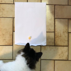 Cat revisiting the licked popcorn