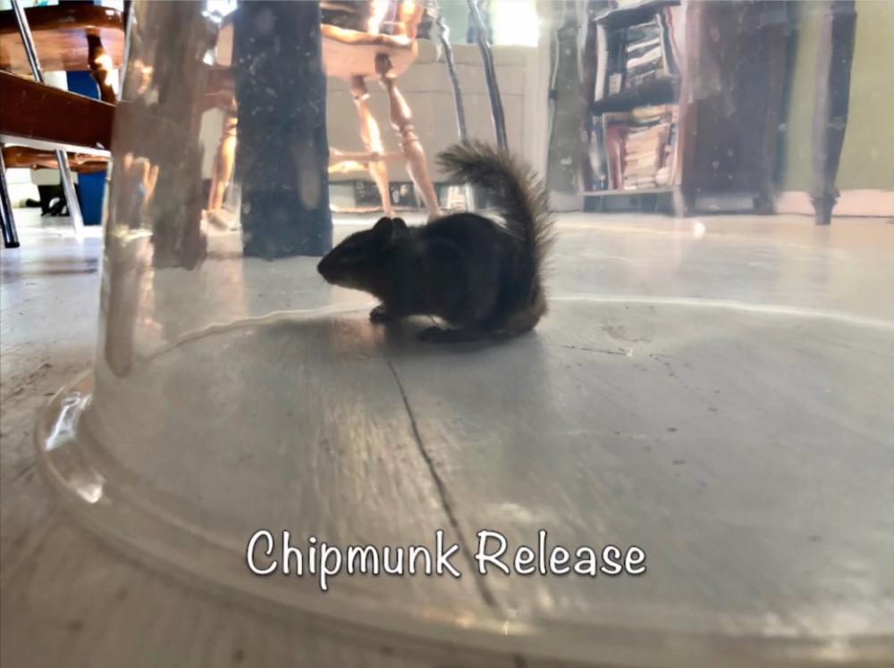 Chipmunk Release