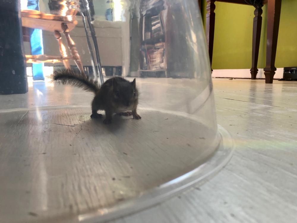 Good morning chipmunk 1