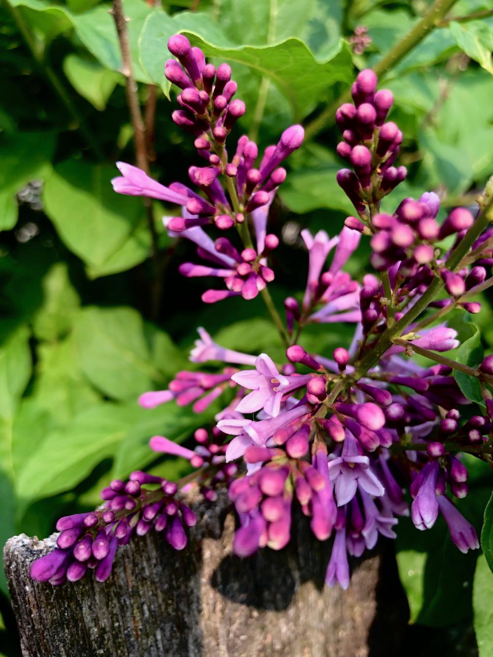 Pink flower trumpets